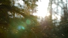 Sunset Panoramic View Of Magical Forest Scene With Play Of Sun Through Pine Branch. Cinematic Nature Background With Lens Flare. Artistic Glow Effect. Slow Motion.