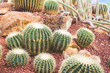 group of golden barrel cactus in desert