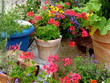 Kwiaty i zioła w donicach