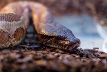 Brown Snake In Terrarium For Home Decor