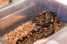 Brown Snake In Terrarium For Home Decor