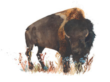 Bison Buffalo Bull Wild Animal Watercolor Painting Illustration Isolated On White Background
