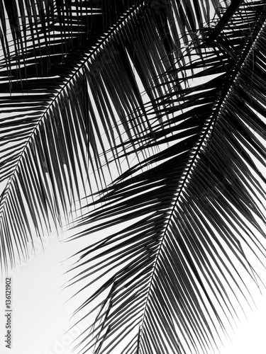 Foto-Schiebegardine mit Schienensystem - beautiful palms leaf on white background (von srckomkrit)