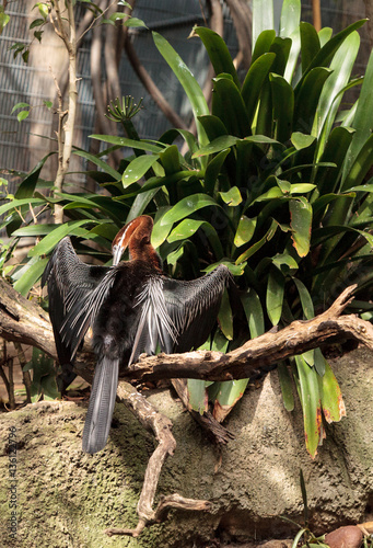 Fotografia, Obraz African Darter known as Anhinga rufa rufa