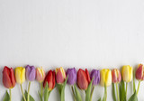 Fototapeta Tulipany - Multicoloured tulips on white wood background