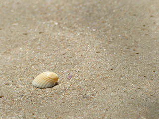 Wall Mural - Shells on the sand