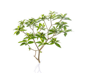 Macro tree branch and green leaves. Studio shot isolated on whit