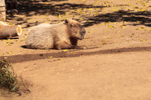 Sleeping Capybara Hydrochoerus Hydrochaeris