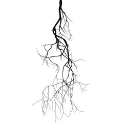 Wall Mural - Black root system  