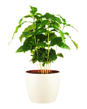 Coffee Tree Arabica Plant In Flower Pot Isolated On White Background. Closeup.