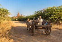 Horse Cart Running In Bagan Plain