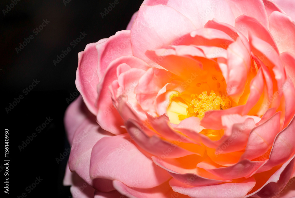 Pink Rose Flower isolated - obrazy, fototapety, plakaty 