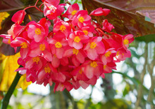 Cluster Of Red Flower With Yellow Pollen Of Begonia Flower Blossom