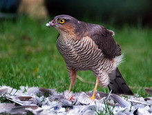 Female Sparrowhawk With Collared Dove Prey.