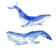 Watercolor Blue Whale