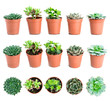 © smspsy - Set of pot plant Echeveria and other succulents in different typ