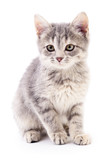 Fototapeta Koty - Small gray kitten.