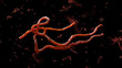 Parasitic nematode worms. Ascaris lumbricoides, which inhabit human intestine and cause disease ascariasis. Detailed 3d model of Ebola Virus on black background. 