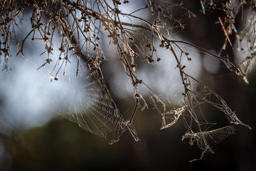 Closeup of beautiful spider web.