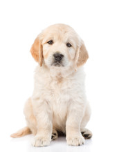 Cute Golden Retriever Puppy Looking At The Camera. Isolated On White