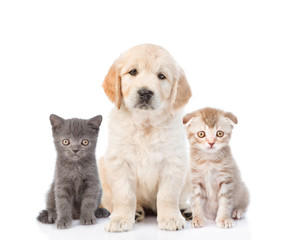 Wall Mural - Golden retriever puppy sitting with tiny kittens. isolated on white