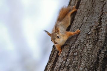 Wall Mural - cute funny little squirrel fun crawling on a tree in the Park