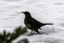 Female Blackbird On The Snow In Winter
