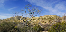 Tree In The Southern California Mojave Desert Grasslands Near Antelope Valley.