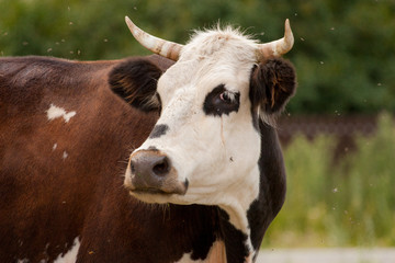 Cow