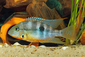 Wall Mural - Yellow Fire Mouth (Thorichthys affinis) - male