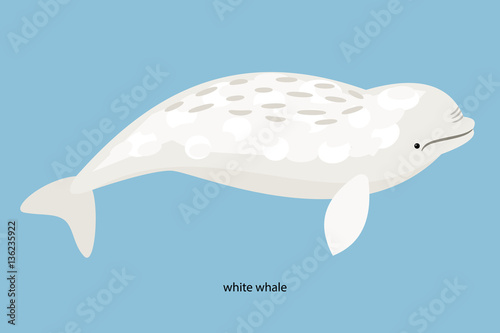 Fotografie, Tablou Arctic inhabitants white whale on a blue background