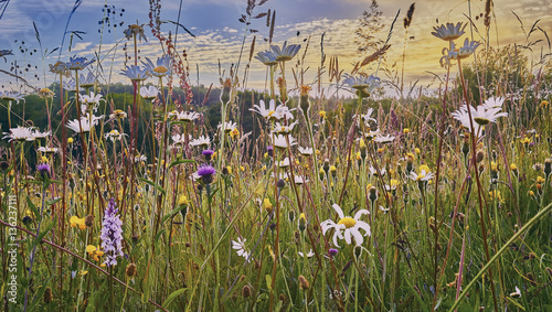 Old Hay Meadow with Wild Flowers in the Sussex Weald