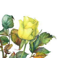 A Single Of Beautiful Golden Yellow Rose With Green Leaves. Hand Drawn Watercolor Painting On White Background.