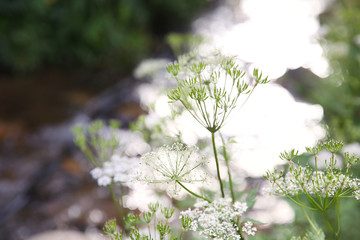 Poster - Plant in beautiful Carpathian mountains