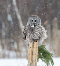 The Great Grey Owl Or Great Gray Is A Very Large Bird, Documented As The World's Largest Species Of Owl By Length. Here It Is Seen Searching For Prey In Quebec's Harsh Winter.