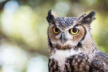 Portrait Of A Great Horned Owl.