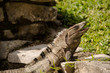 Large green iguana closeup sunning on a rock at Tulum ruins in Mexico