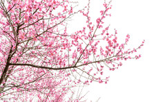 Isolated Plum Blossom Tree