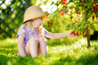 © MNStudio - Cute little girl picking red currants in a garden on summer day