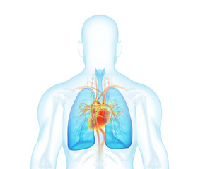 x-ray man back view. heart, lungs, skeleton, skin on white background.