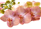 Fototapeta Storczyk - Delicate flowers and buds spotted orchid phalaenopsis isolate on a white background.