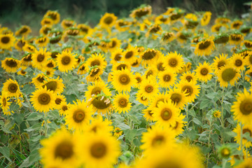 Sunflower field