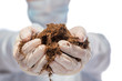 the soil in biology researcher hands closeup