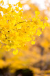 Ginkgo trees Autumn
