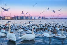 Swans And Many Different Ducks In The Bay On The Background Of Port And Industrial Facilities. Delicate Sunset Sky.
