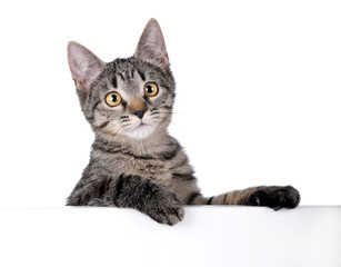 Cute tabby kitten on white background