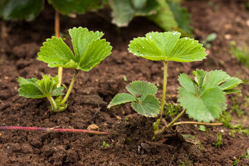 Small Young Strawberry Plant (Sprout) On Ground In Garden Outdoor - Close Up.