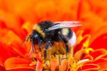 Bumblebee On Red Flower, Macro Shot