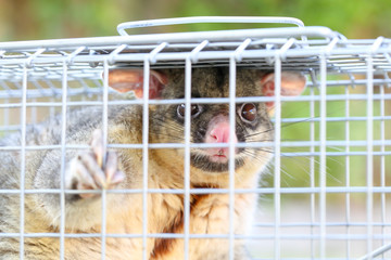 Wall Mural - Possum Caught In a Trap