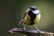 Great tit with green background